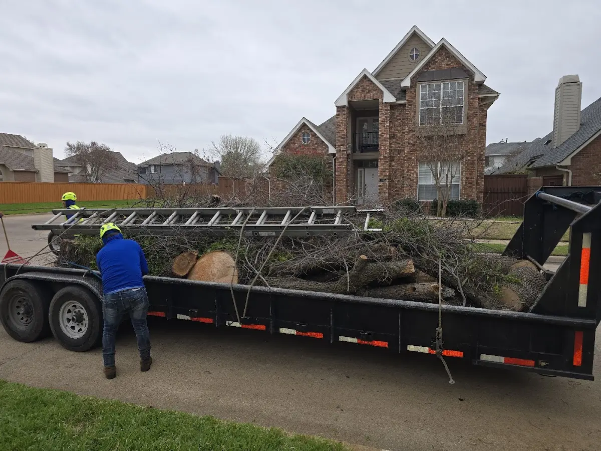 Expert Deadwooding with proper safety equipment in Rio Vista